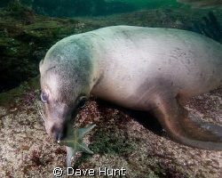 Juvenile sea lion trying to get my attention. It worked! ... by Dave Hunt 